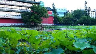 台北植物園-荷花池風情-大自然音樂-(4K video 影片)-Nature Sounds Taipei Botanical Garden#jeff0007