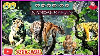 Nandankanan Zoological Park Bbsr// @oyeanil2861 #nandankanan #zoologicalpark #