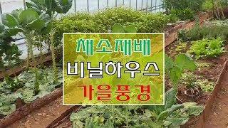 채소재배  비닐하우스의  가을풍경