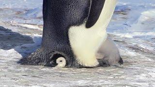 Cute Penguin Chick is embarrassingly big for his pouch - Kate Winslet