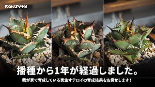 【種から育成して1年】実生オテロイの育成結果は如何に！？｜アガベ｜チタノタ｜Agave｜多肉植物