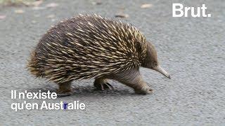 L'échidné, l'animal le plus étonnant d'Australie