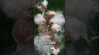 A Spark is All it Takes: The Danger of Lighting Cottonwood Fluff #facts