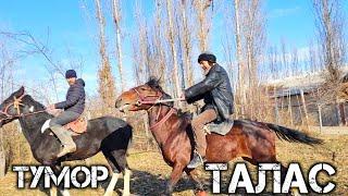 ЙАШКА ТОГАДАН ОТЛАРНИГ ТАЛАС ВА ТУМОРИ СОТИЛАДИ  !..