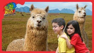  Discovering Llamas in Peru! Fun Facts, Adventures, and Learning!  | @travelkidsTVSHow