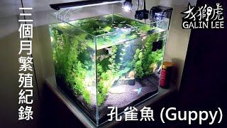 孔雀魚三個月的繁殖紀錄 – Breed Guppies