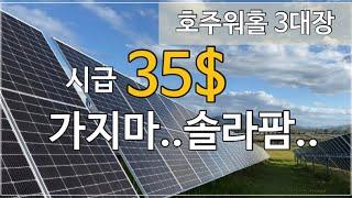 워홀 3대장 솔라팜! 누가 꿀잡이래??? Solar farm vlog