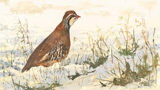 How to Paint A French Partridge in Snow in Watercolour.