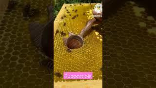 Modernization skill to collect pure natural honey with wooden spoon..25566M views..