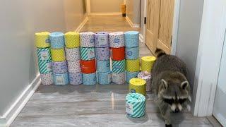 Toilet Paper Challenge!  (Raccoon vs Dog vs Cat)