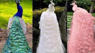 15 Most Beautiful Peacocks in the World