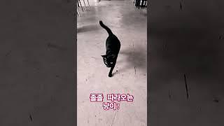 졸졸 따라오는 호스텔 냥이  #라오스 #cat #cute