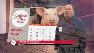 National Pig Day - March 1