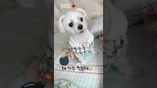찍지마라, 왜 자꾸 찍고 있는데 #인삼먹는달콩이 #말티즈 #졸귀 #반려견