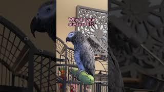 Giz is gonna buy me an 🫒 as my temporary side piece  #talkingparrot #funnybirds #africangrey