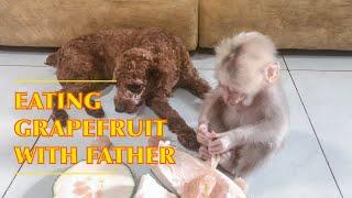 BABY MONKEY & DOG - BABY SHIN, CHI TOGETHER GRAPETRUIT LUNCH WITH FATHER | Cute animal videos