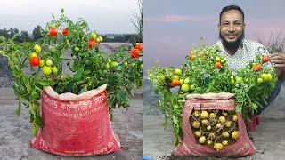 Grew potatoes and tomatoes on the same plant//Tomato grafting on potato