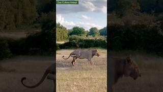 Wild : This lion has a horn stuck in its leg !