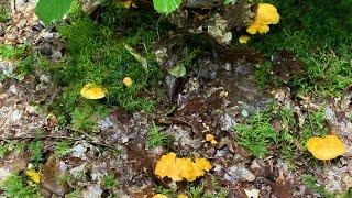 Cèpe/ bolets / girolles et très grandes variétés de croiser ..