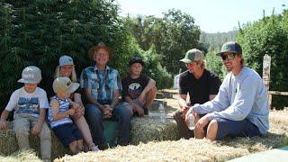 Giant Cannabis Plants during the great  California Phenotype Mega hunt.