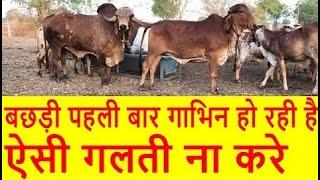 Gir Bull Breeding Gir Cow First Time | पहली बार गीर बछड़ी गीर नंदी से कैसे गाभिन होती है