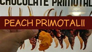 Peach Primotalii-Seeds Available