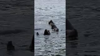 Sea Lions relaxing on a chilly winter morning #wildlife #nature  #ocean