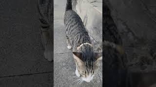 The adorable cat is here again. CP03 #shorts #shortvideo