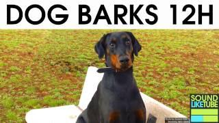 DOG BARKING [12 Hours Sound Effect]