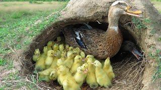 Amazing! 50 Ducklings Hatching From Eggs _ Found Duck Nest Hatching a Lot Of Baby Ducks