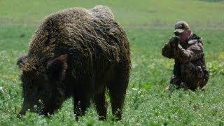 Hunting Giant Wild Boar in Hungary