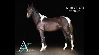 MYSPIRES HIGH PROFILE 2021 Smokey Black Tobiano Stallion