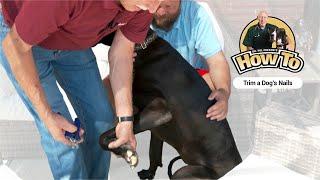 Dr. Pol Presents - How To Trim A Dogs Nails