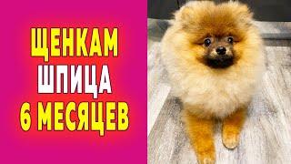 Щенкам шпица 6 месяцев. Шпицам Крепышу, Малышу, Рыжульке и Певунье полгода