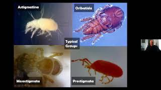 Identifying Mites