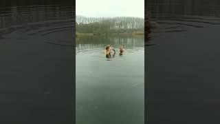 Koud Water Zwemmen in Dordrecht | Cold Water Therapy #shorts