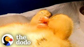 Baby Ducks Spoon While They Sleep | The Dodo Little But Fierce