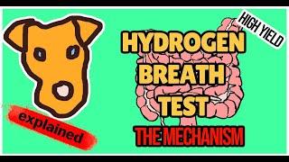 HYDROGEN BREATH TEST EXPLAINED