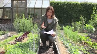 Iedereen moestuinier met Laurence Machiels - Wat zet je waar?