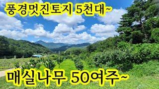 경북 문경 토지 땅 ~ 매실나무 50여주 ~주말농장 세컨하우스 농막터 주말쉼터 체류형쉼터 부지 동로면 458평 전 5,500만원에~