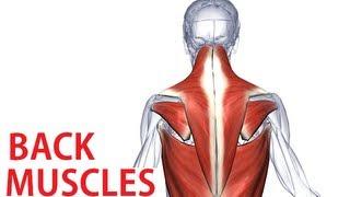 Back Muscles Anatomy - Trapezius, Latissimus, Rhomboid Anatomy