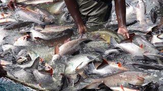 FISH FARMING IN INDIA