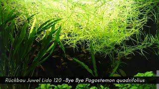 Rückbau Lido 120 Schritt 1  -Bye Bye Pogostemon quadrifolius #aquarisitk