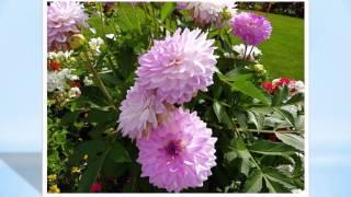 Unbelievably Beautiful Floral Display