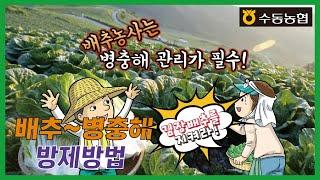 수동농협) 배추 병충해 방제방법을 알려드립니다!