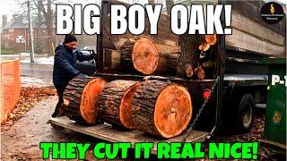 BIG DIAMETER RED OAK SCORE! #FIREWOOD