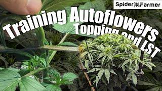 How I Grow E19- Topping and LST - Skunk Autoflower in Gaia Green - Spiderfarmer SF4000 Kit