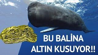 Ambergris | Servet Değerinde Balina Kusmuğu