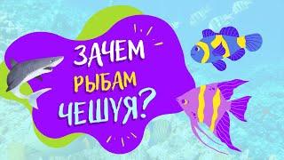 Зачем рыбам чешуя? | ВСЁ ОБО ВСЁМ