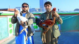 کلنگی های اصیل و نامدار افغانستان | کلنگی های واقعی | Top and tall Roosters | Best Roosters in world